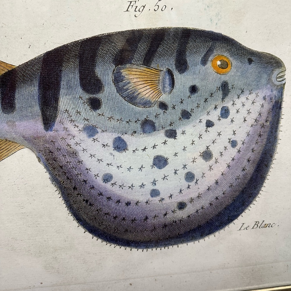 Fish 🐠 art - Picture 9 of 11